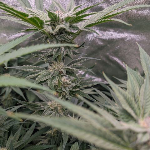 Lemon Orange Haze  growlog photo