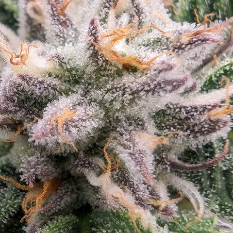 Lemon Orange Haze  growlog timeline photo