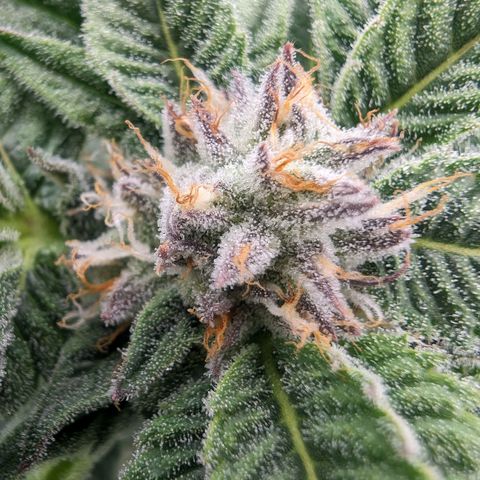 Lemon Orange Haze  growlog timeline photo