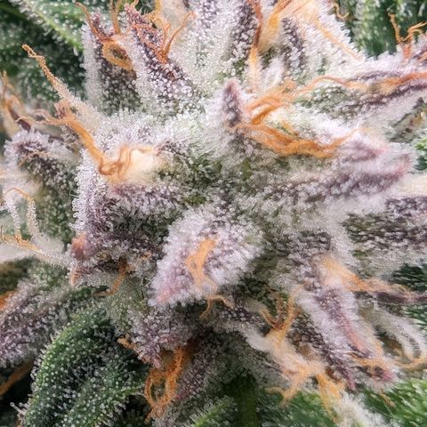 Lemon Orange Haze  growlog timeline photo