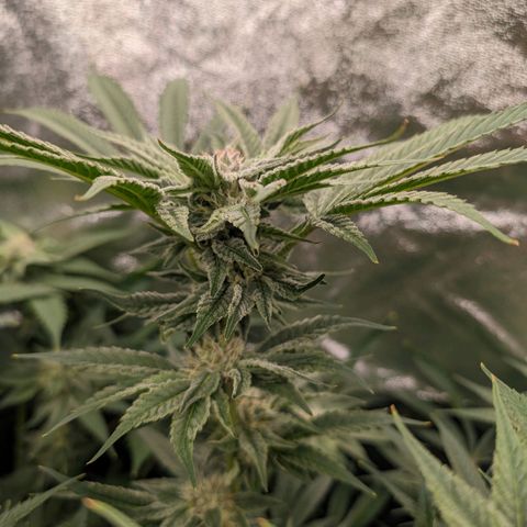 Lemon Orange Haze  growlog timeline photo