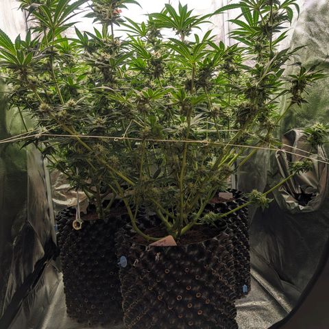 Lemon Orange Haze  growlog timeline photo