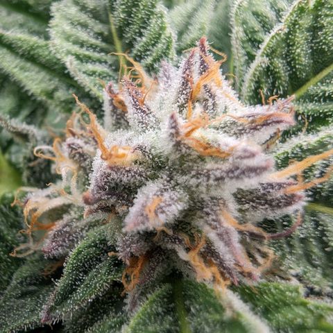 Lemon Orange Haze  growlog timeline photo