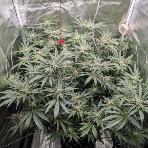 Lemon Orange Haze  growlog timeline photo