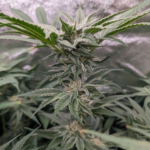 Lemon Orange Haze  growlog timeline photo