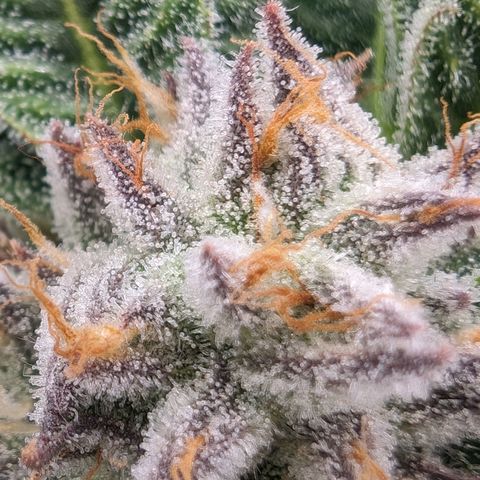 Lemon Orange Haze  growlog timeline photo