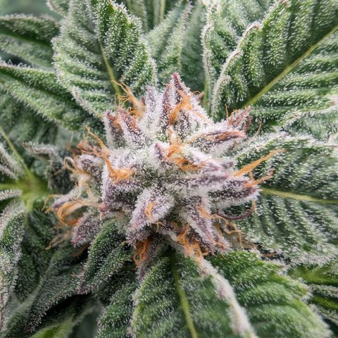 Lemon Orange Haze  growlog timeline photo