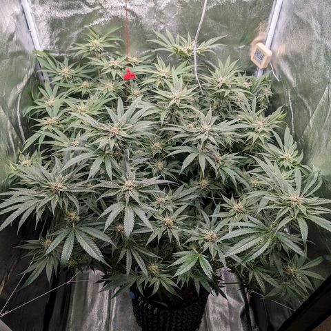 Lemon Orange Haze  growlog timeline photo