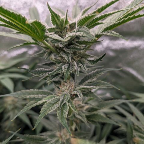 Lemon Orange Haze  growlog timeline photo