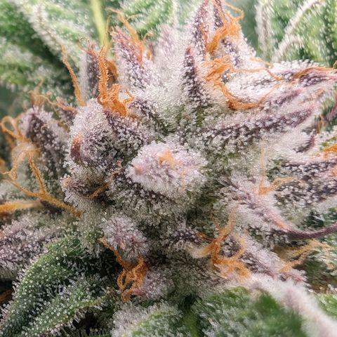 Lemon Orange Haze  growlog timeline photo