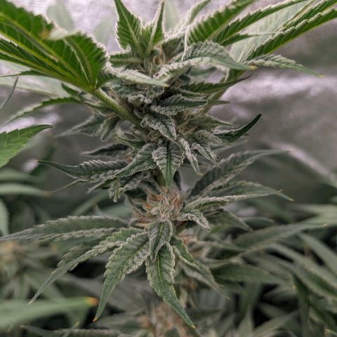 Lemon Orange Haze  growlog timeline photo