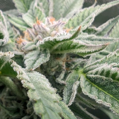 Lemon Orange Haze  growlog timeline photo