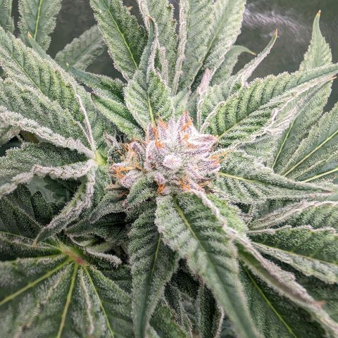 Lemon Orange Haze  growlog timeline photo