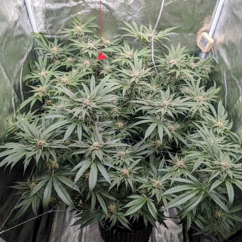 Lemon Orange Haze  growlog timeline photo