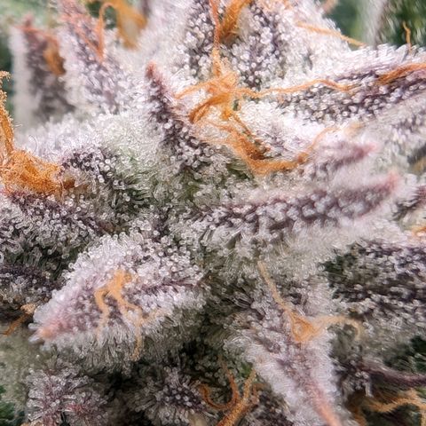 Lemon Orange Haze  growlog timeline photo