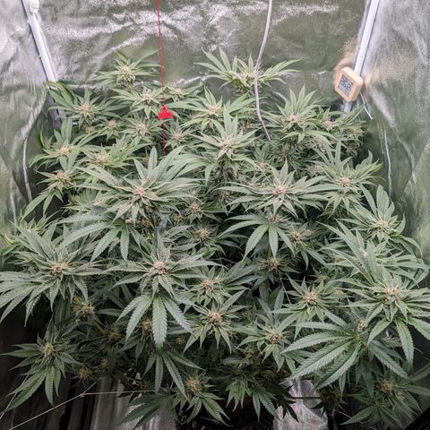 Lemon Orange Haze  growlog timeline photo