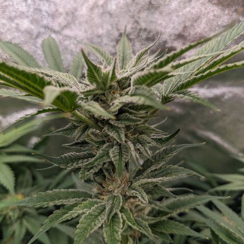 Lemon Orange Haze  growlog timeline photo