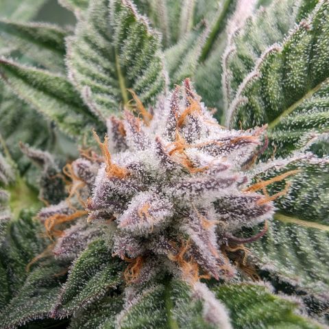 Lemon Orange Haze  growlog timeline photo