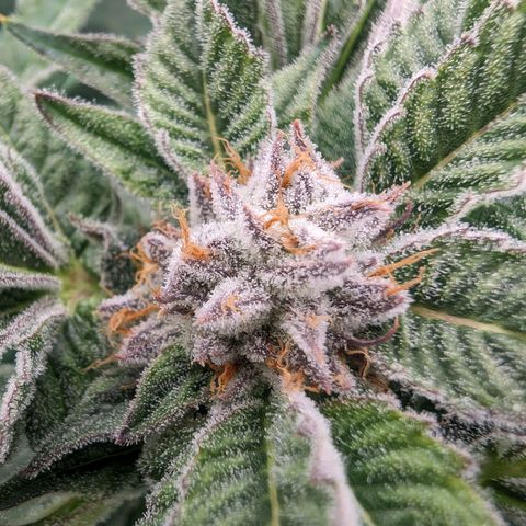 Lemon Orange Haze  growlog timeline photo