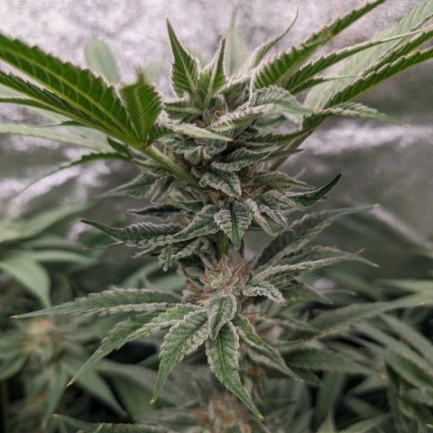 Lemon Orange Haze  growlog timeline photo