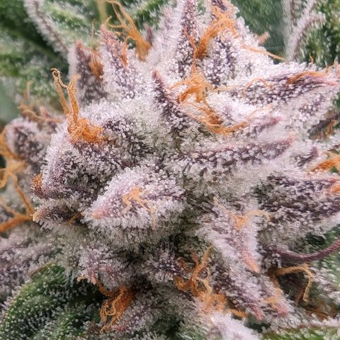 Lemon Orange Haze  growlog timeline photo