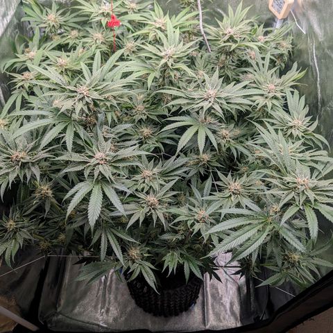 Lemon Orange Haze  growlog timeline photo