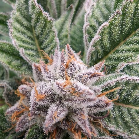 Lemon Orange Haze  growlog timeline photo