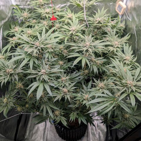 Lemon Orange Haze  growlog timeline photo