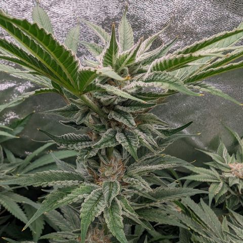 Lemon Orange Haze  growlog timeline photo