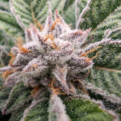 Lemon Orange Haze  growlog timeline photo