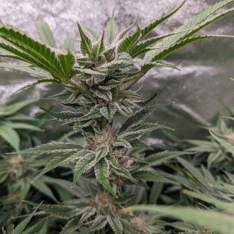 Lemon Orange Haze  growlog timeline photo