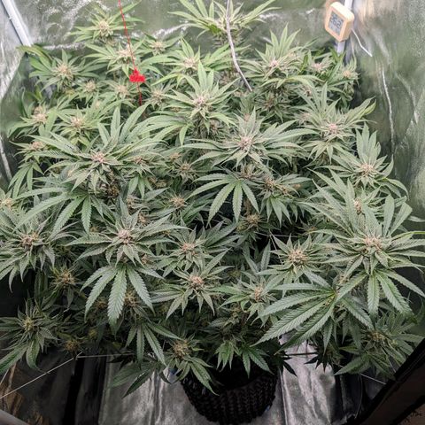 Lemon Orange Haze  growlog timeline photo