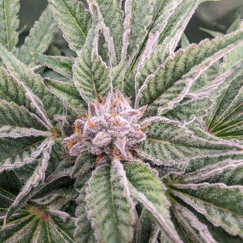 Lemon Orange Haze  growlog timeline photo