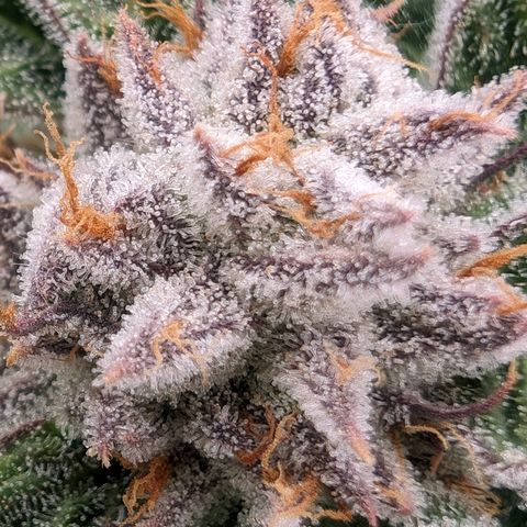 Lemon Orange Haze  growlog timeline photo