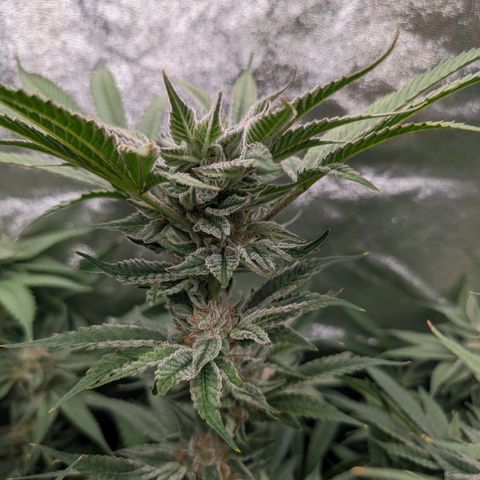 Lemon Orange Haze  growlog timeline photo