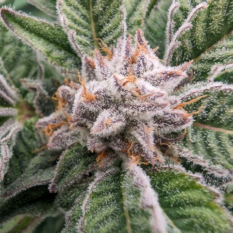 Lemon Orange Haze  growlog timeline photo