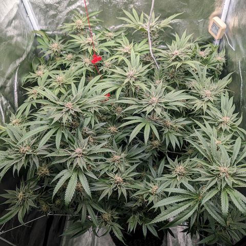 Lemon Orange Haze  growlog timeline photo