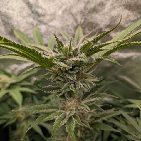 Lemon Orange Haze  growlog timeline photo