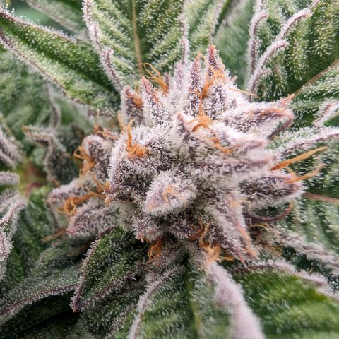 Lemon Orange Haze  growlog timeline photo