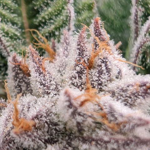 Lemon Orange Haze  growlog timeline photo