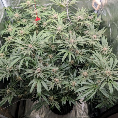 Lemon Orange Haze  growlog timeline photo