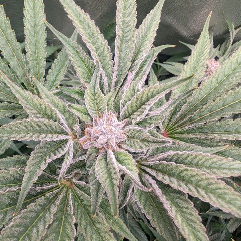 Lemon Orange Haze  growlog timeline photo