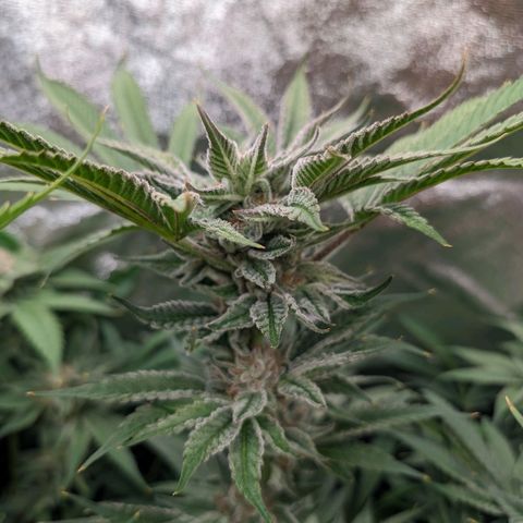 Lemon Orange Haze  growlog timeline photo