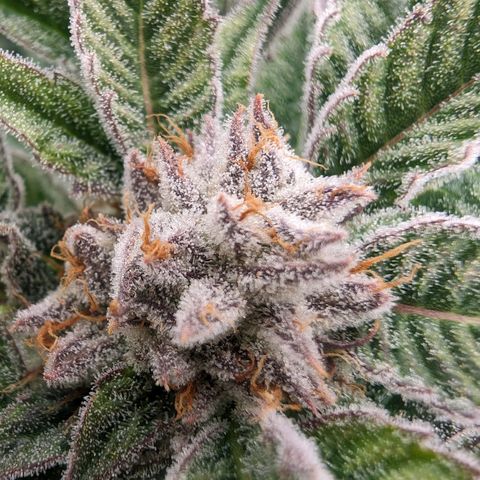 Lemon Orange Haze  growlog timeline photo