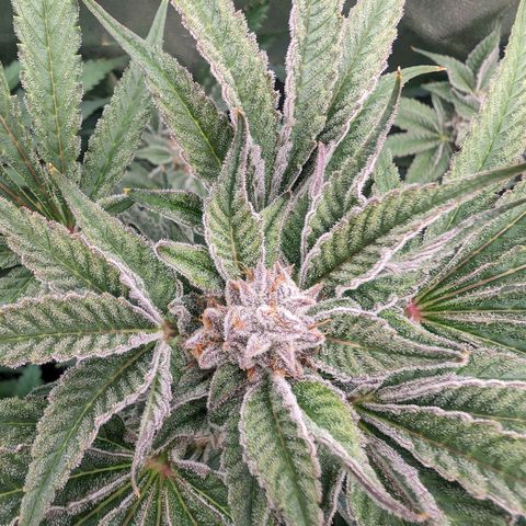 Lemon Orange Haze  growlog timeline photo