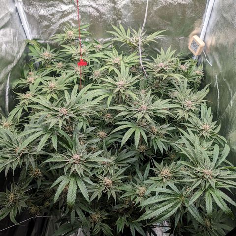 Lemon Orange Haze  growlog timeline photo