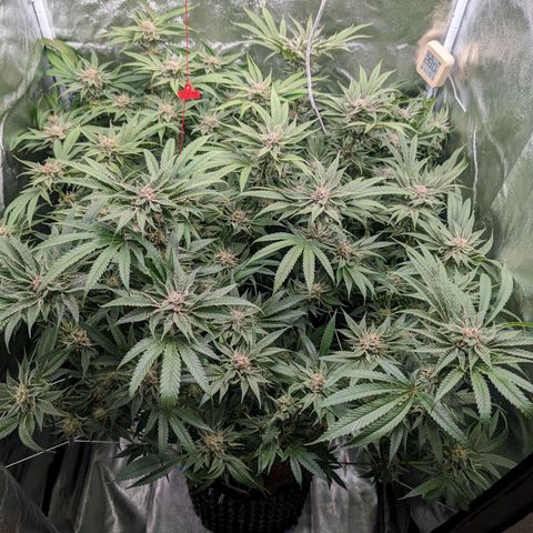 Lemon Orange Haze  growlog timeline photo