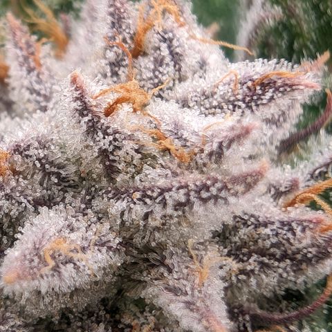 Lemon Orange Haze  growlog timeline photo