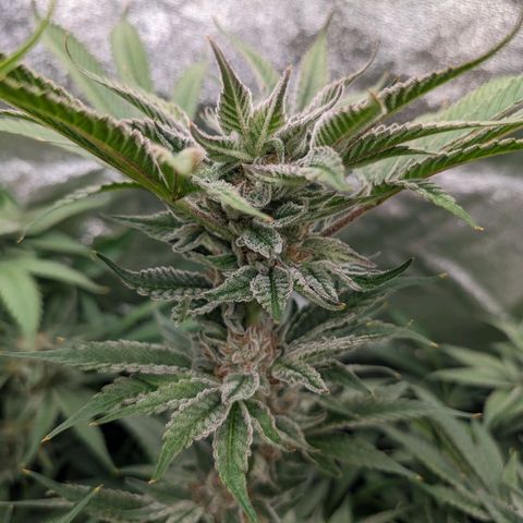 Lemon Orange Haze  growlog timeline photo