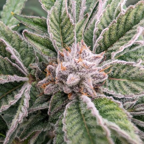 Lemon Orange Haze  growlog timeline photo